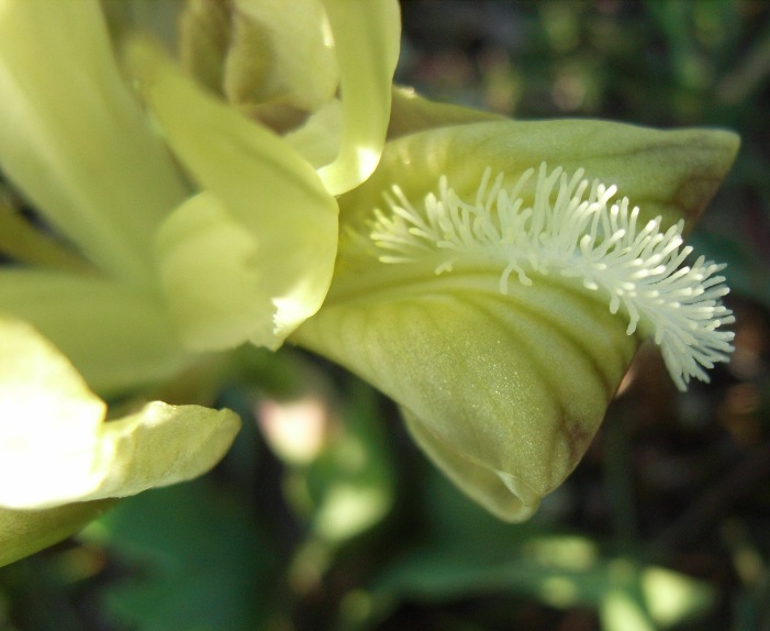 Iris pseudopumila